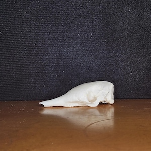 Dasypus novemcinctus / Armadillo Skull / Grade B