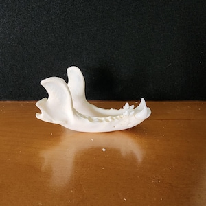 May include: A white, bone-colored animal jawbone, likely from a mammal, is displayed on a wooden surface. The jawbone has visible teeth and a curved shape, with a dark background. The object is a natural history specimen.