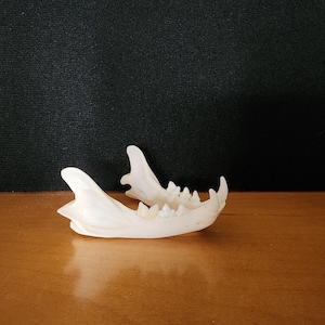 Lynx rufus / Bobcat Skull / Discount Lower Jaw ONLY