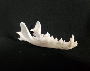 Canis latrans / Coyote Skull / Lower Jaw Only