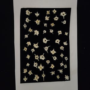 May include: A collection of small, off-white bone fragments arranged on a black background. The bones have intricate, spiky shapes and are displayed against a white border and a black background. The image is well-lit, highlighting the details of the bones.
