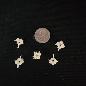 May include: Five small, off-white vertebrae are arranged on a dark green surface, next to a US quarter coin. The vertebrae have a unique, organic shape, with small protrusions and intricate details. The quarter provides a size reference.