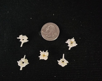 Python Snake Vertebrae / Medium - Large Spine Lot of 5