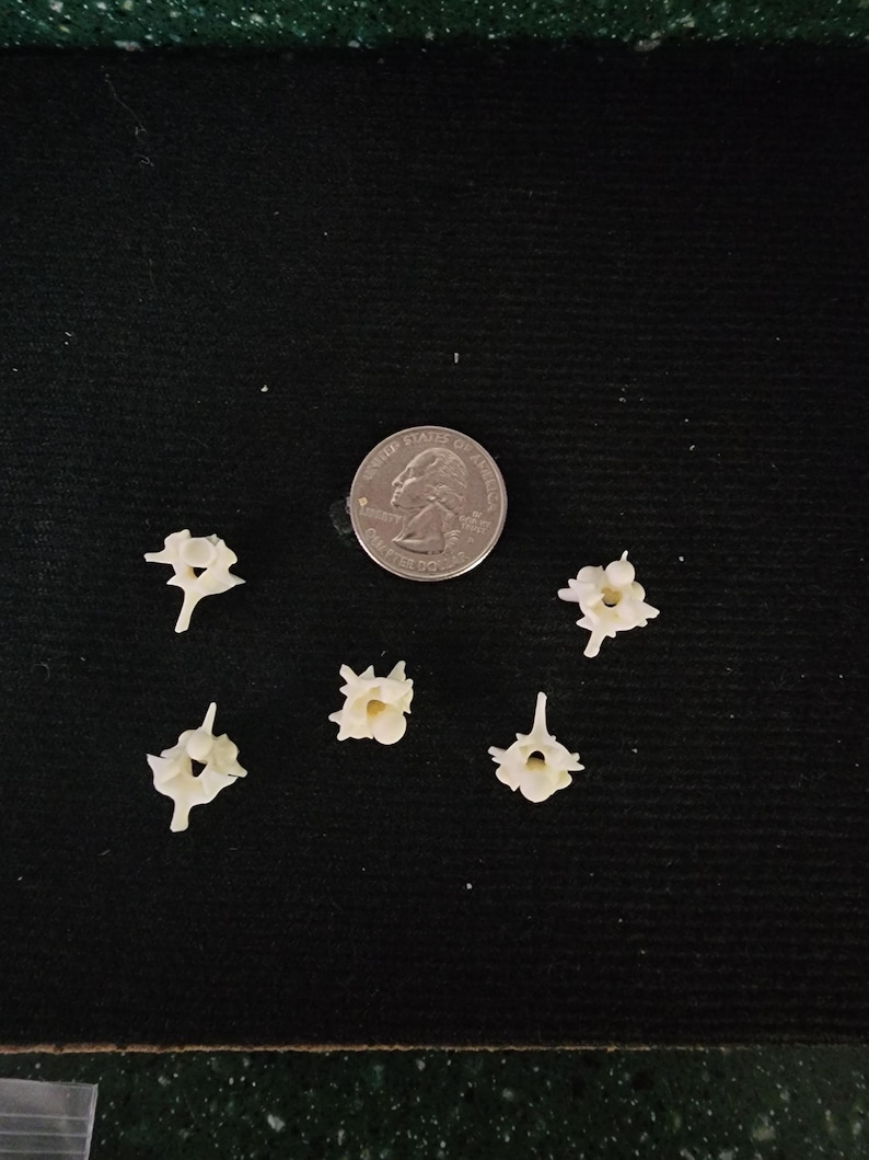 Może przedstawiać: Pięć małych, białawych kręg&oacute;w ułożonych na ciemnozielonej powierzchni, obok monety ćwierćdolarowej. Kręgi mają unikalny, organiczny kształt, z małymi wypustkami i skomplikowanymi detalami. Moneta służy jako odniesienie do rozmiaru.