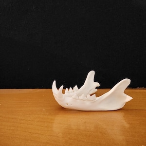 Lynx rufus / Bobcat Skull / Lower Jaw ONLY
