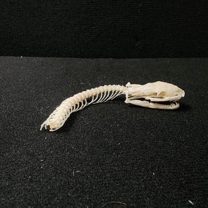 Peut inclure: Gros plan sur un squelette de serpent, montrant le cr&acirc;ne et les vert&egrave;bres articul&eacute;es. Les os sont d'une couleur blanc cass&eacute; naturel, sur un fond sombre et textur&eacute;. Le squelette est dispos&eacute; pour montrer toute sa longueur.