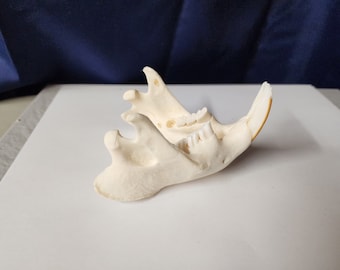 Castor canadensis / Crâne de castor / Remise mâchoire inférieure SEULEMENT