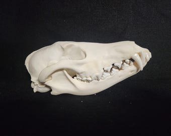 Canis latrans / Coyote Skull / Grade A