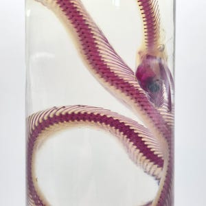 May include: A preserved snake skeleton in a clear glass jar. The snake's spine is a deep magenta color, with delicate white ribs. The jar is filled with a clear liquid, and the snake is coiled within.
