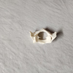 Castor canadensis / Beaver Atlas Neck Vertebrate  Butterfly Bone