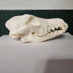 Canis latrans / Coyote Skull / Pathology Pathalogical Deformed