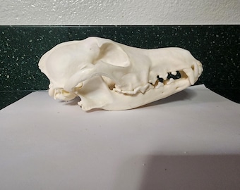 Canis latrans / Coyote Skull / Pathology Pathalogical Deformed