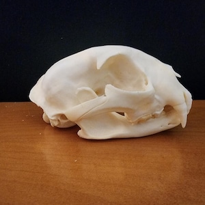 Lynx rufus / Large Bobcat Skull / Grade A
