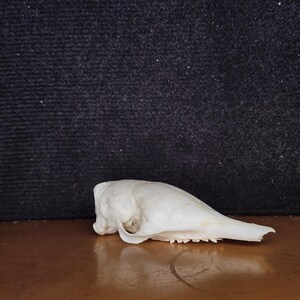 Dasypus novemcinctus / Armadillo Skull / Grade B