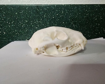 Procyon lotor / Raccoon Skull / Pathology