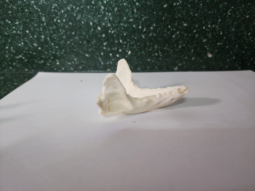 Lontra Canadensis / River Otter Skull / Discount Grade B