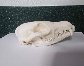 Vulpes vulpes / Red Fox Skull / Pathology Pathalogical Deformed