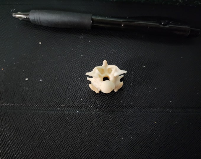 Python Snake Vertebrae / Jumbo Large - Etsy