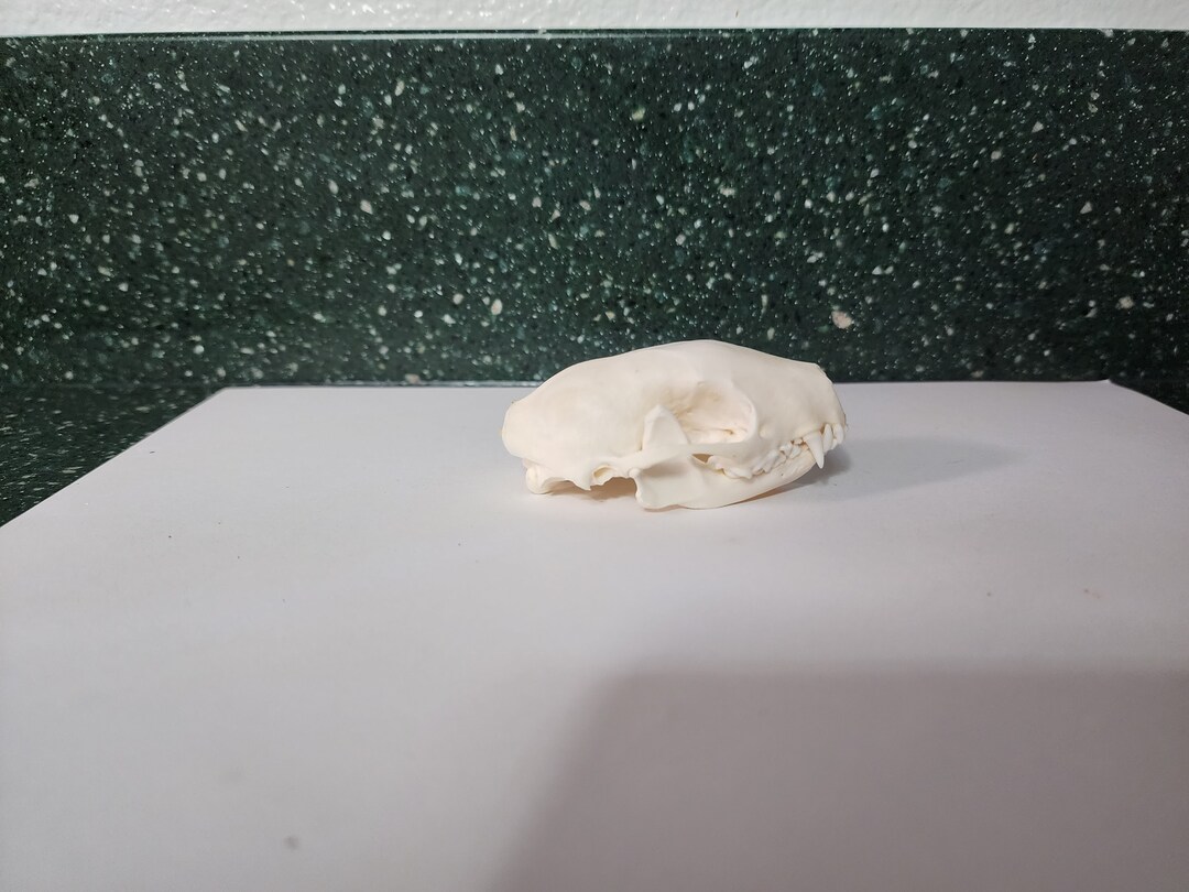 Mephitis Mephitis / Striped Skunk Skull / Grade A Etsy