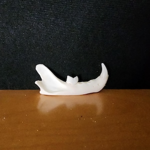 Lynx rufus / Bobcat Skull / Discount Jaw Mandible ONLY