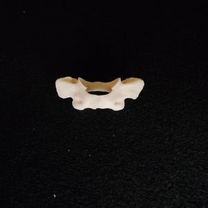 Procyon lotor / Raccoon Atlas Neck Vertebrate  Butterfly Bone