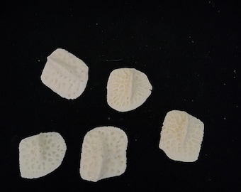 Alligator mississippiensis / Lot 5 Large - Extra XL Gator Osteoderm Scutes Scale Armor