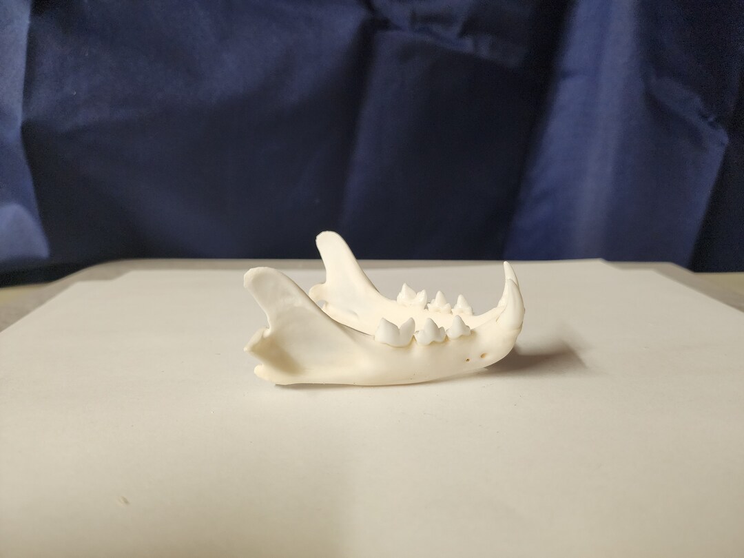 Lynx Rufus / Bobcat Skull / Lower Jaw ONLY Etsy