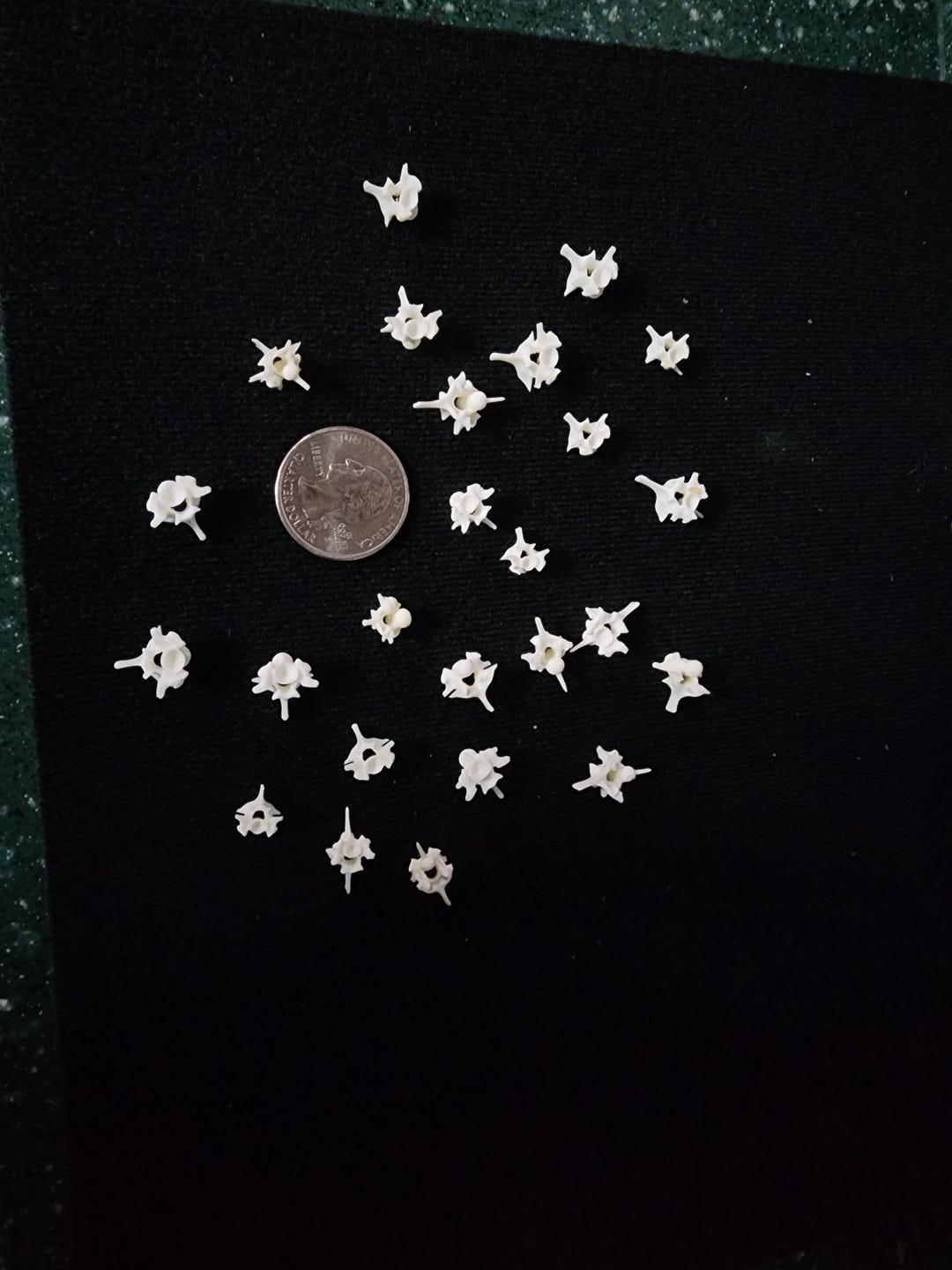Python Snake Vertebrae / Small Spine Lot of 25 - Etsy