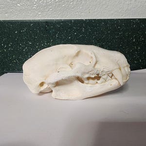 Taxidea taxus / American Badger Skull / Pathology Pathalogical Deformed