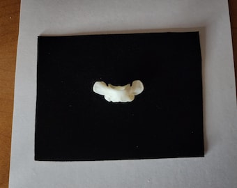Didelphis virginiana / Opossum Atlas Vertebrate  Butterfly Bone