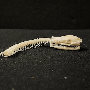 Peut inclure: Gros plan sur un squelette de serpent, montrant le cr&acirc;ne et les vert&egrave;bres articul&eacute;es. Les os sont de couleur blanc cr&egrave;me, sur un fond sombre et textur&eacute;. Les dents du cr&acirc;ne sont visibles.