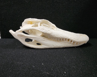 Alligator mississippiensis / 8" American Alligator Skull / Grade A