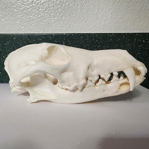 Canis latrans / Large Coyote Skull / Pathology Pathalogical Deformed