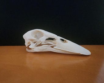 Anas platyrhynchos domesticus / Domestic Pekin Duck Skull / Grade A