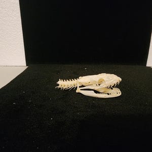 Python regius / Ball Python Snake Skull / Grade A 画像 3