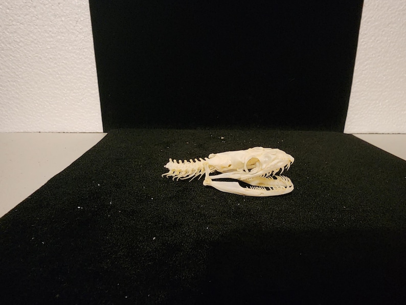 Python regius / Ball Python Snake Skull / Grade A 画像 3