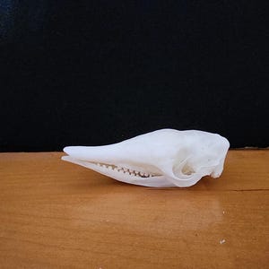 Dasypus novemcinctus / Armadillo Skull / Grade B