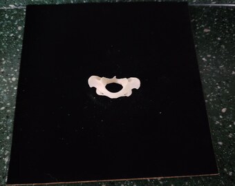 Procyon lotor / Raccoon Atlas Neck Vertebrate  Butterfly Bone