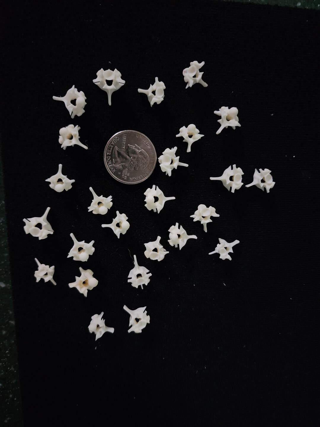 Python Snake Vertebrae / Small Spine Lot of 25 - Etsy