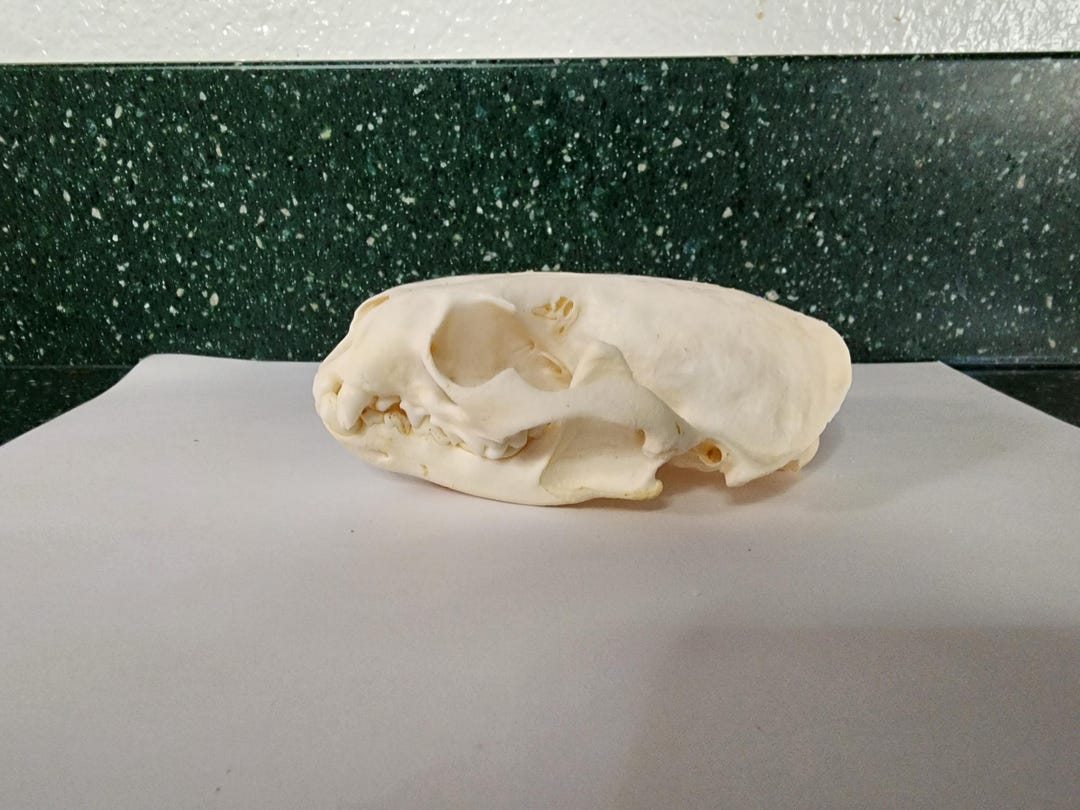 Lontra Canadensis / River Otter Skull / Grade B Etsy