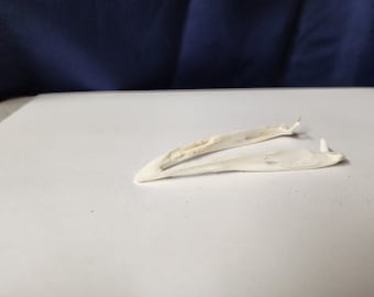 Meleagris gallopavo domesticus / Crâne d’oiseau de dinde domestique / Mâchoire inférieure discount SEULEMENT