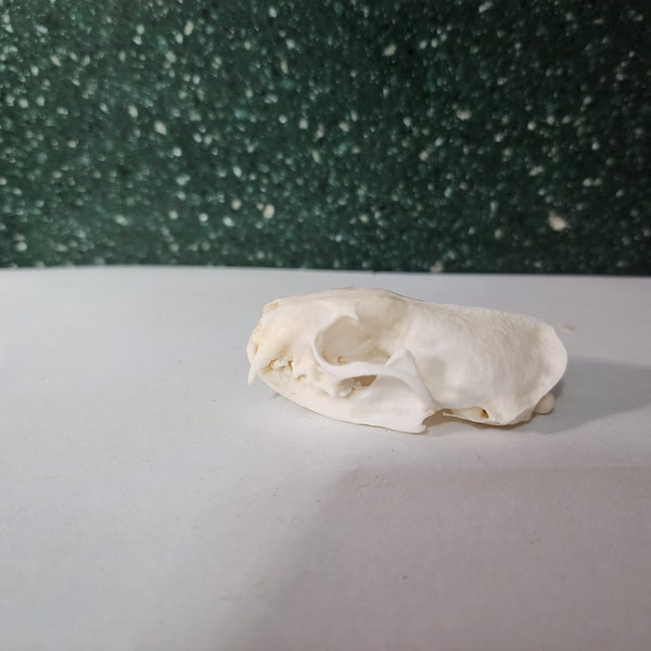 Neovison vison / American Mink Skull / Grade A