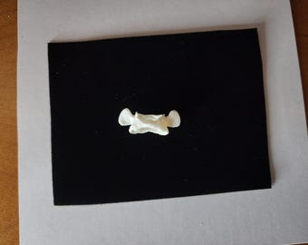 Didelphis virginiana / Opossum Atlas Vertebrate  Butterfly Bone