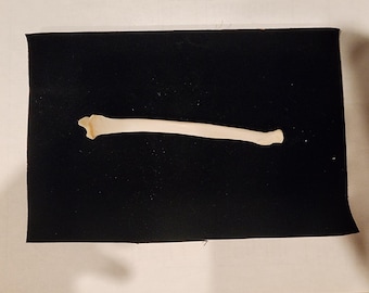 Procyon lotor / Raccoon Radius Leg Bone