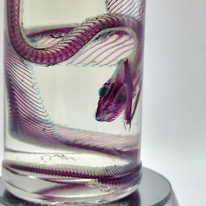 May include: A preserved snake skeleton in a clear glass jar. The skeleton is a vibrant purple color with blue accents, and is suspended in a clear liquid. The jar is sitting on a silver surface.