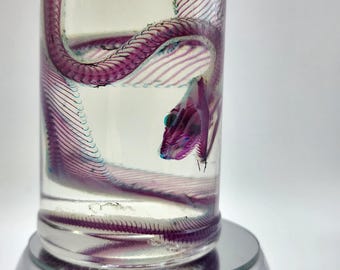 JUST FINISHED Wet Specimen Diaphonized Red Tailed Boa Constrictor snake