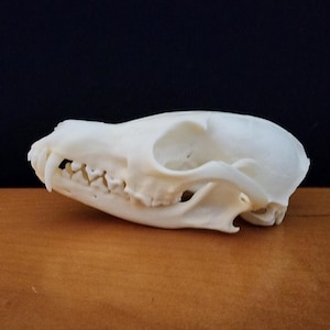 Vulpes vulpes / Red Fox Skull / Grade A