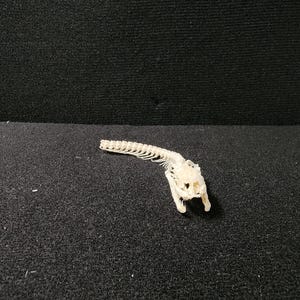 Peut inclure: Squelette de reptile blanc cass&eacute;, possiblement un serpent, sur une surface noire textur&eacute;e. Le squelette montre le cr&acirc;ne et la colonne vert&eacute;brale en d&eacute;tail. Le fond est noir uni.