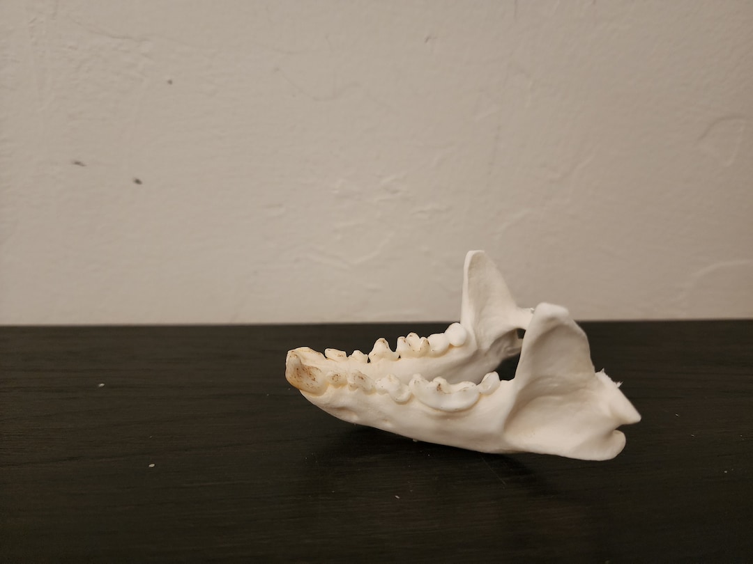Lontra Canadensis / River Otter Skull / Discount Grade B