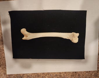 Canis latrans / Coyote Femur Leg Bone